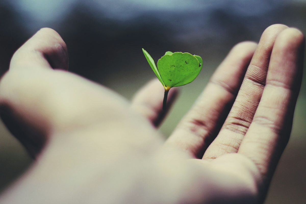 floating green leaf plant on person's hand