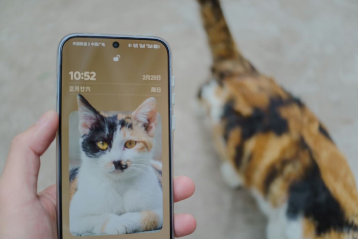 A cat stares at a phone with a cat picture.