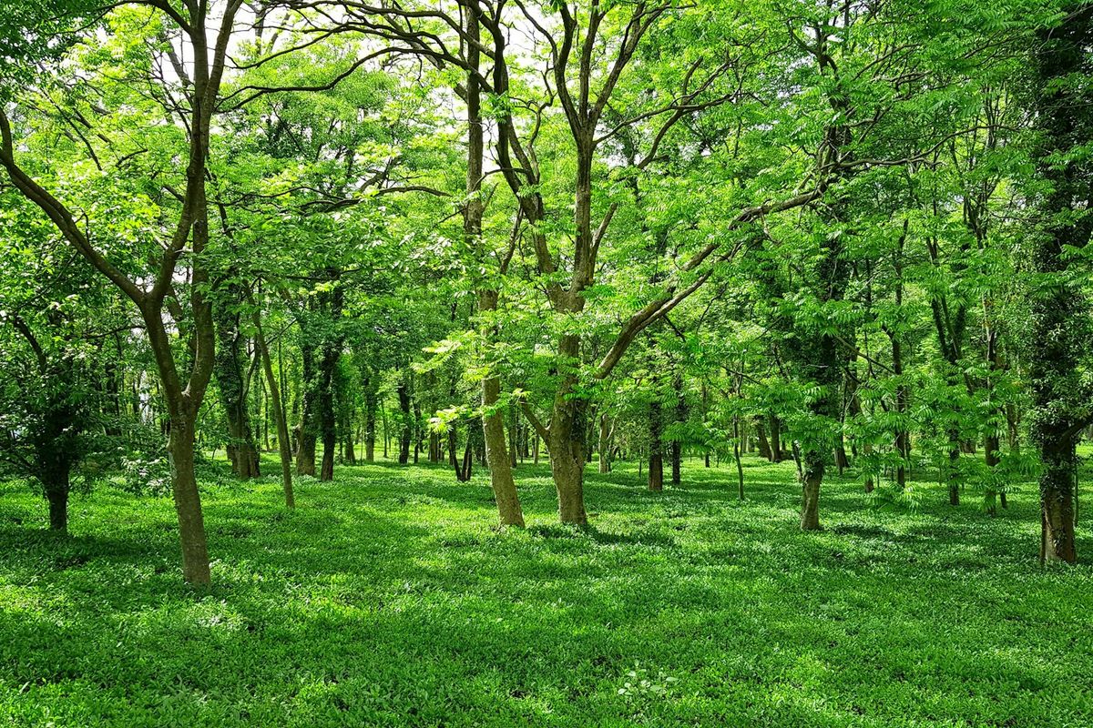green grass field with trees