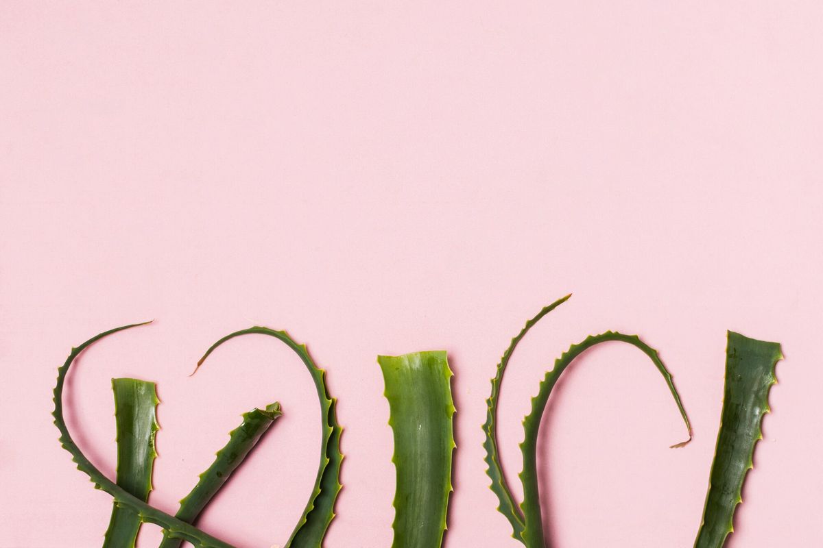 Aloe vera leaves