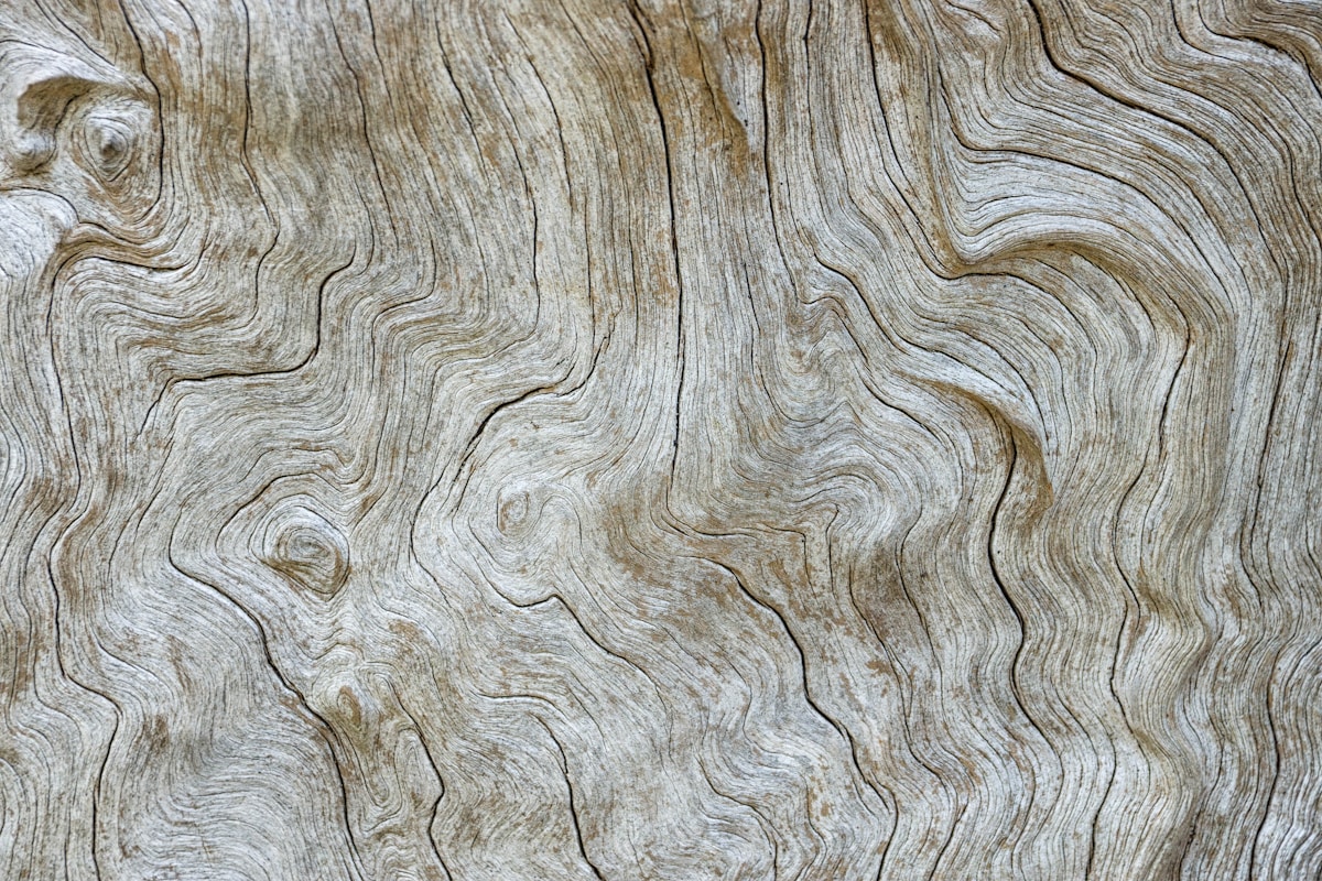 tree trunk surface