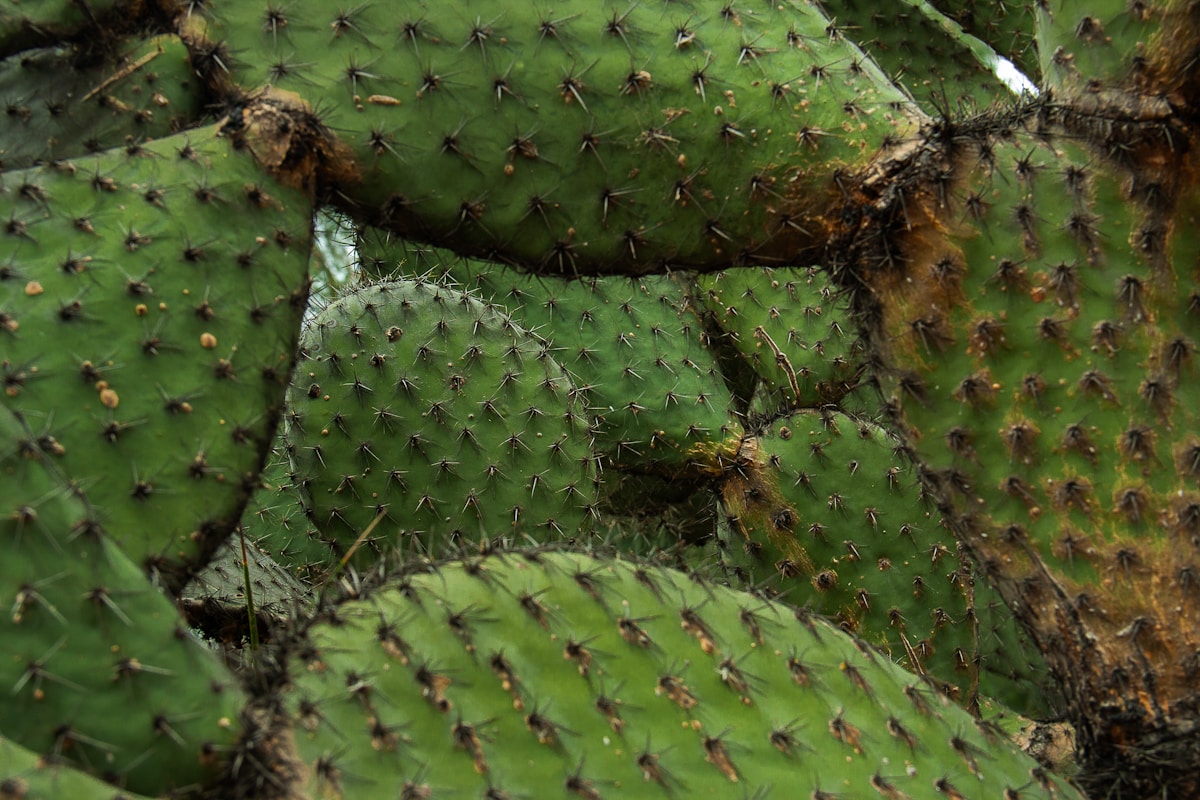 a close up of a green cactus plant