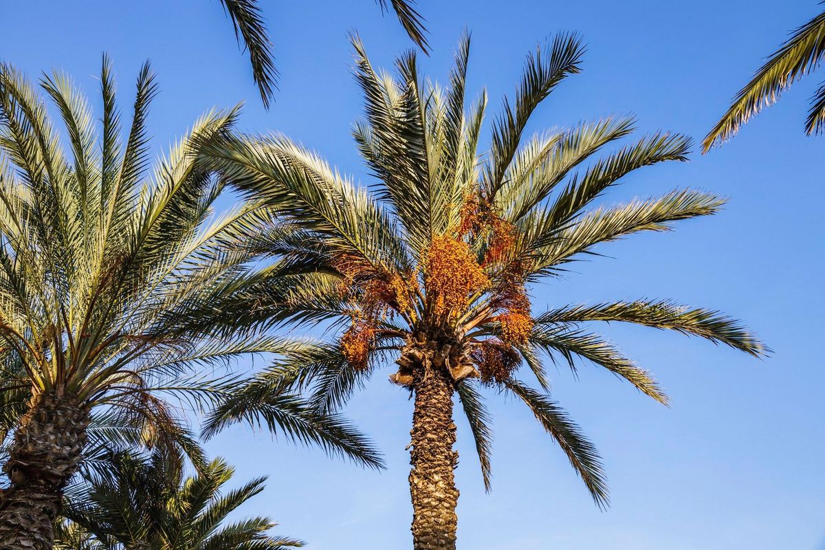 Tropical palm tree leaves on bright blue sky