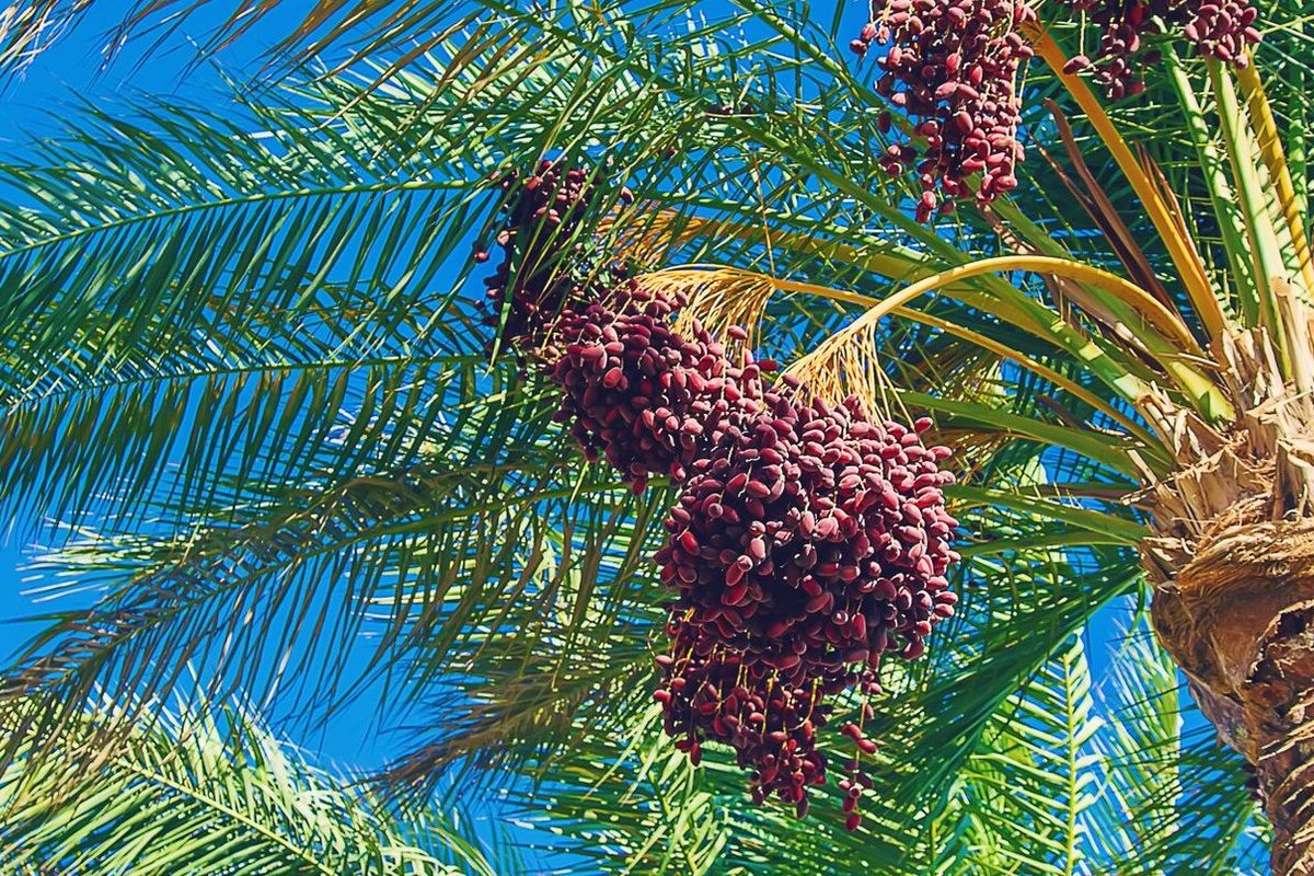 Date palm trees against the sky. 