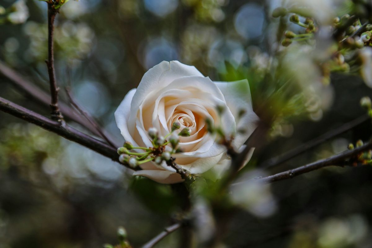beige flower