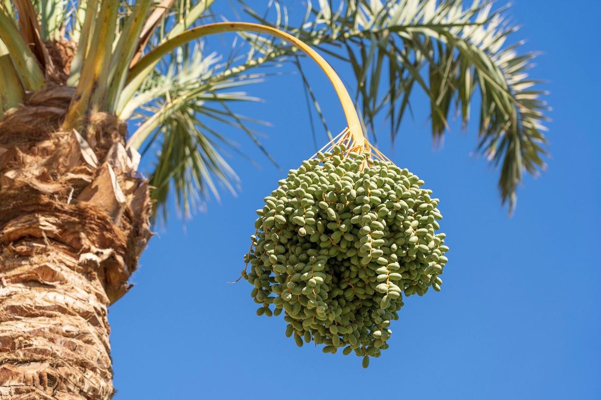 Date palm branch with green unripe dates on blue sky background in Sharm El Sheikh, Egypt, Africa