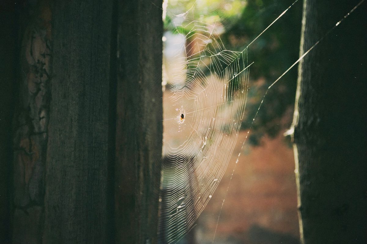 a spider web hanging from a wooden fence